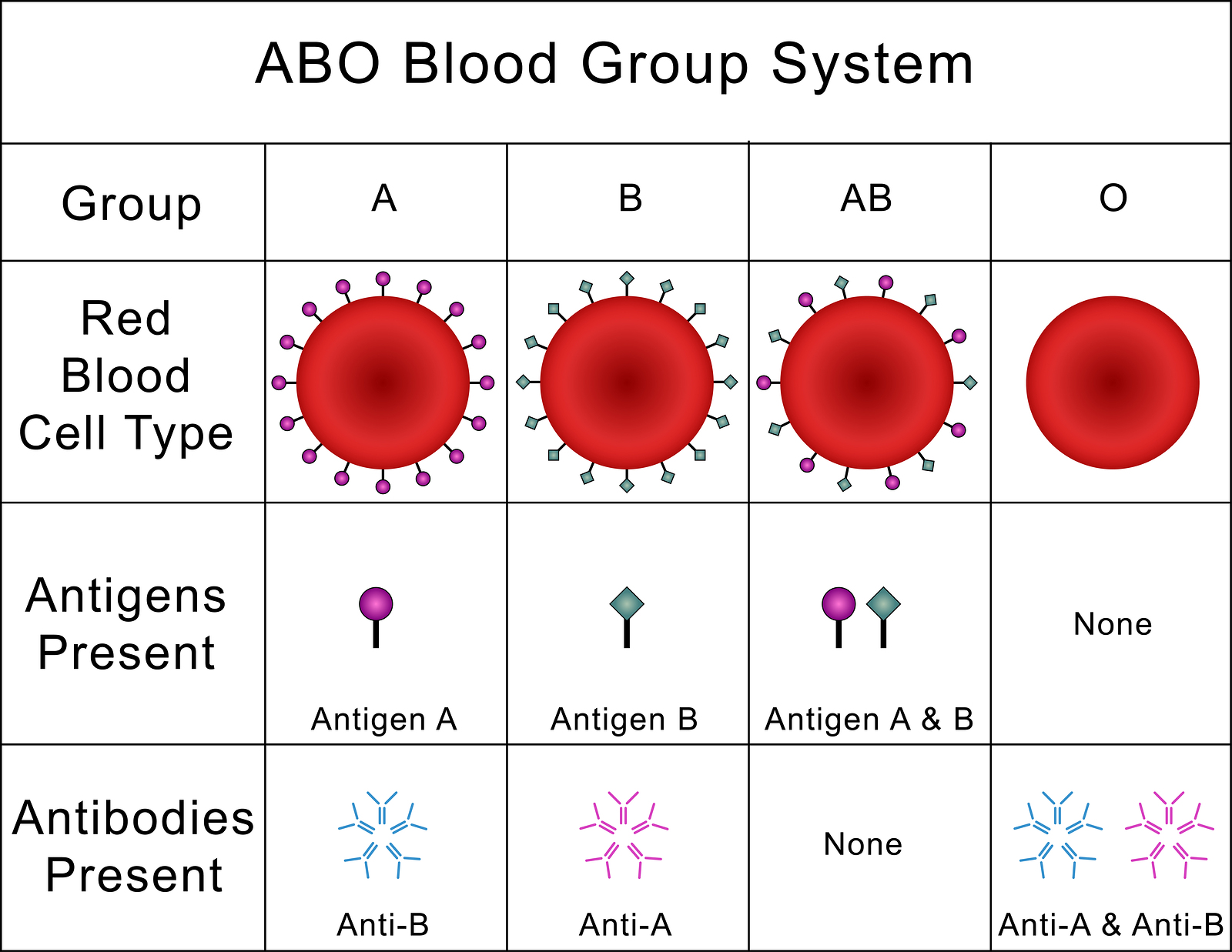 Abo Blood System Chart Abo Blood Group System