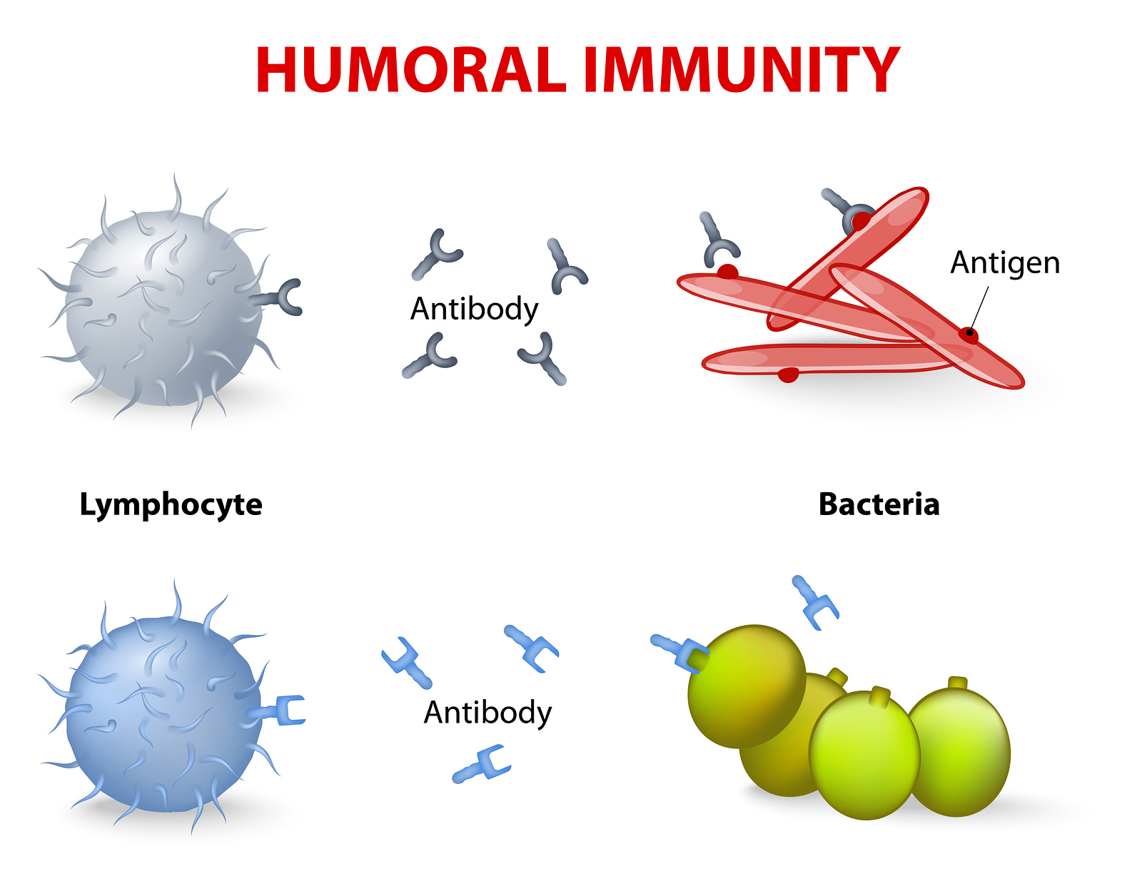 Humoral Immunity Diagram